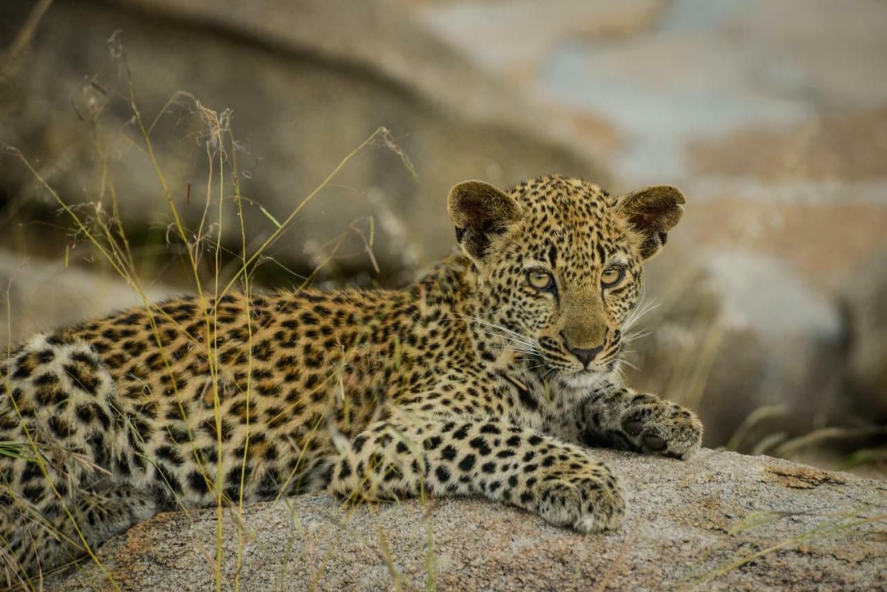 Lion Sands - Tinga Lodge Skukuza Exterior photo
