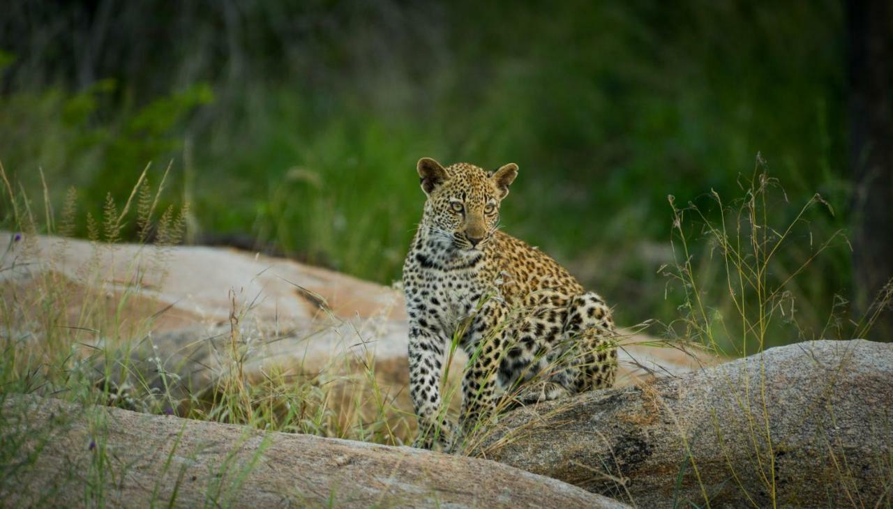 Lion Sands - Tinga Lodge Skukuza Exterior photo